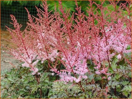 Astilbe 'Delft Lace' | Pluimspirea, Spirea | Prachtspiere