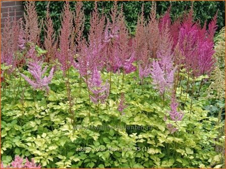 Astilbe &#039;Color Flash Lime&#039; | Pluimspirea, Spirea | Prachtspiere