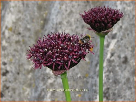 Allium atropurpureum | Sierui, Look | Granat-Kugellauch