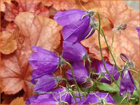 Campanula pulloides &#039;Jelly Bells&#039; | Kruipklokje, Klokjesbloem | H&auml;ngepolster-Glockenblume