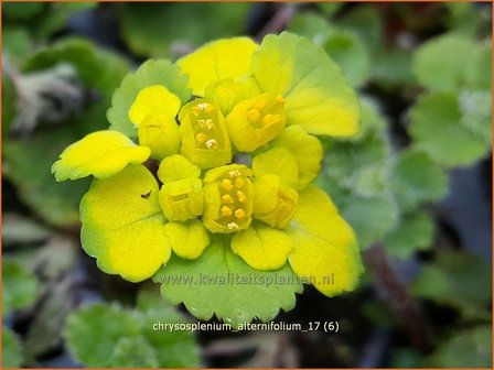 Chrysosplenium alternifolium | Paarbladig goudveil, Verspreidbladig goudveil, Goudveil | Gegenbl&auml;ttriges Milzkraut