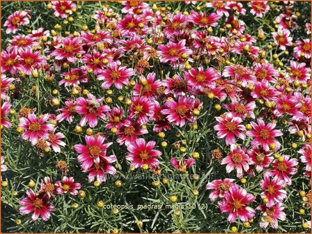 Coreopsis 'Madras Magic' | Meisjesogen | M&auml;dchenauge