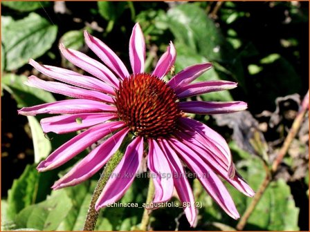 Echinacea angustifolia | Zonnehoed | Schmalbl&auml;ttriger Sonnenhut