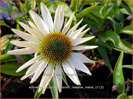 Echinacea purpurea &#039;Innocence Meadow Mama&#039; | Rode Zonnehoed, Zonnehoed | Roter Sonnenhut