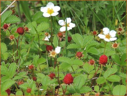 Fragaria vesca | Bosaardbei, Aardbei | Walderdbeere