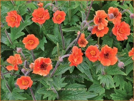 Geum 'Rustico Orange' | Nagelkruid | Nelkenwurz