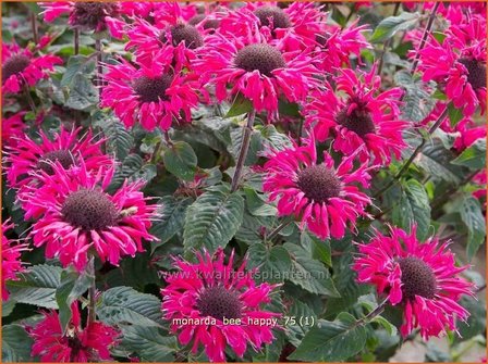 Monarda &#039;Bee-Happy&#039; | Bergamotplant, Indianennetel | Indianernessel