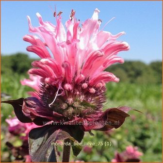 Monarda &#039;Bee-Lieve&#039; | Bergamotplant, Indianennetel | Indianernessel