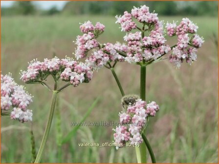 Valeriana officinalis | Echte valeriaan, Valeriaan | Arznei-Baldrian | Garden Heliotrope