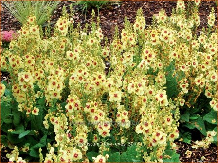 Verbascum 'Dark Eyes' | Toorts | K&ouml;nigskerze