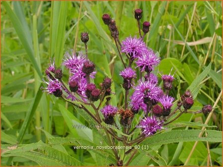 Vernonia noveboracensis | IJzerkruid | New York-Scheinaster