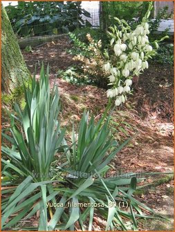 Yucca filamentosa | Palmlelie | F&auml;dige Palmlilie