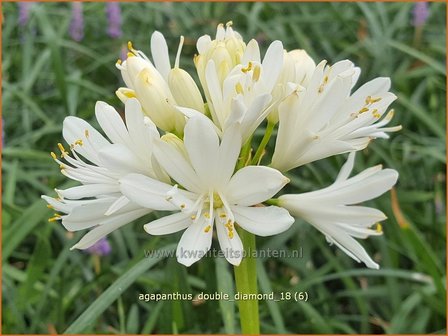 Agapanthus 'Double Diamond' | Afrikaanse lelie, Kaapse lelie, Liefdesbloem | Schmucklilie