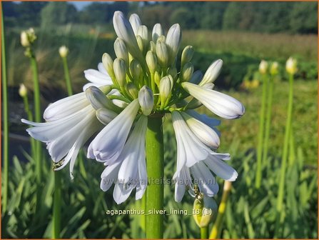 Agapanthus &#039;Silver Lining&#039; | Afrikaanse lelie, Kaapse lelie, Liefdesbloem | Schmucklilie