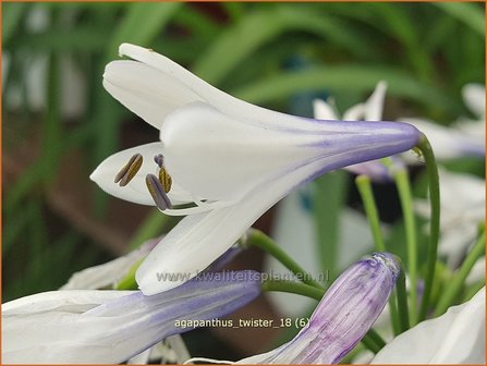 Agapanthus &#039;Twister&#039; | Afrikaanse lelie, Kaapse lelie, Liefdesbloem | Schmucklilie | African Lily