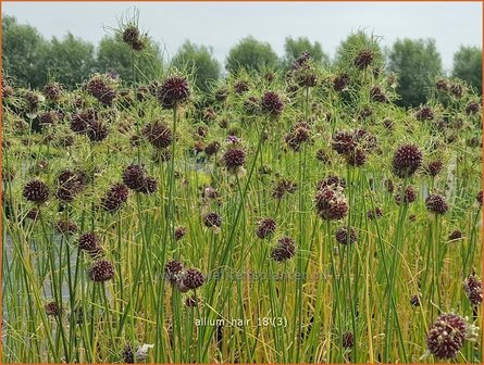 Allium &#039;Hair&#039; | Sierui, Look | Lauch