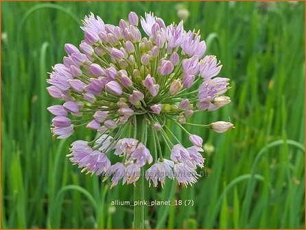 Allium &#039;Pink Planet&#039; | Sierui, Look | Lauch
