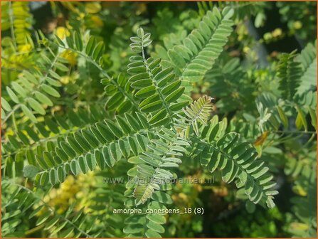 Amorpha canescens | Bastaardindigo | Bastardindigo