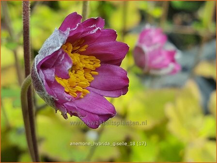 Anemone hybrida &#039;Giselle&#039; | Herfstanemoon, Japanse anemoon, Anemoon | Herbstanemone