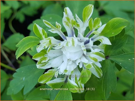 Anemone nemorosa &#039;Monstrosa&#039; | Bosanemoon, Anemoon | Busch-Windr&ouml;schen