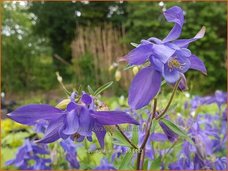 Aquilegia alpina | Alpenakelei, Akelei | Alpen-Akelei | Alpine Columbine
