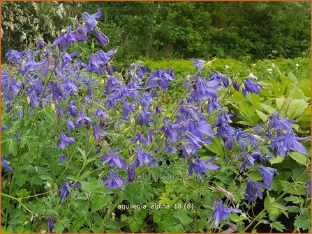 Aquilegia alpina | Alpenakelei, Akelei | Alpen-Akelei | Alpine Columbine