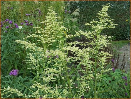 Artemisia lactiflora &#039;Elfenbein&#039; | Witte bijvoet, Alsem, Bijvoet | Wei&szlig;e Raute