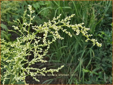 Artemisia lactiflora &#039;Elfenbein&#039; | Witte bijvoet, Alsem, Bijvoet | Wei&szlig;e Raute
