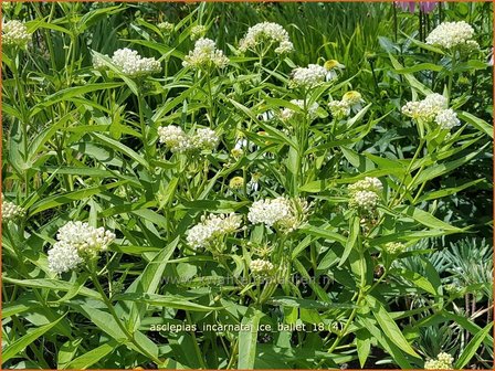 Asclepias incarnata 'Ice Ballet' | Zijdeplant | Rosabl&uuml;hende Seidenpflanze