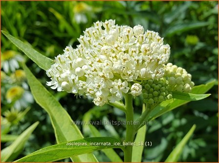 Asclepias incarnata 'Ice Ballet' | Zijdeplant | Rosabl&uuml;hende Seidenpflanze