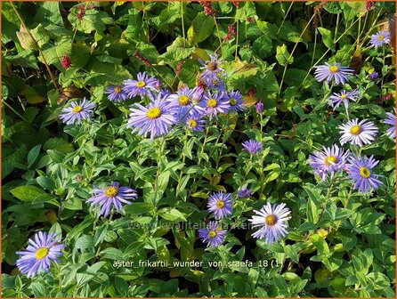 Aster frikartii 'Wunder von St&auml;fa' | Aster | Frikarts Aster