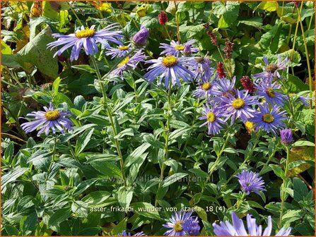 Aster frikartii 'Wunder von St&auml;fa' | Aster | Frikarts Aster