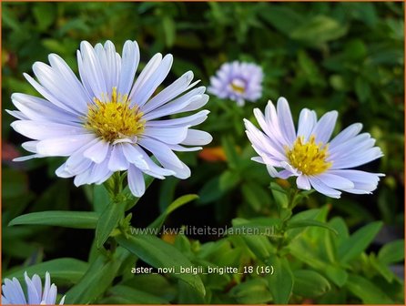 Aster novi-belgii &#039;Brigitte&#039; | Nieuw-Nederlandse aster, Herfstaster, Aster | Glattblatt-Aster