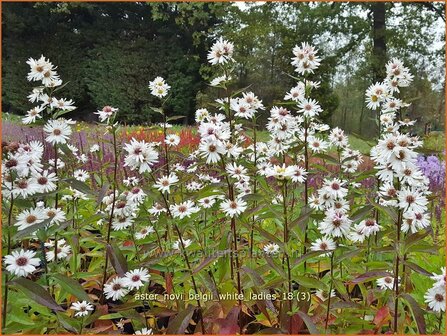 Aster novi-belgii &#039;White Ladies&#039; | Nieuw-Nederlandse aster, Herfstaster, Aster | Glattblatt-Aster