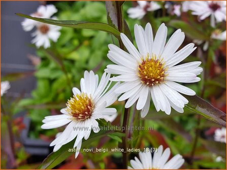 Aster novi-belgii &#039;White Ladies&#039; | Nieuw-Nederlandse aster, Herfstaster, Aster | Glattblatt-Aster