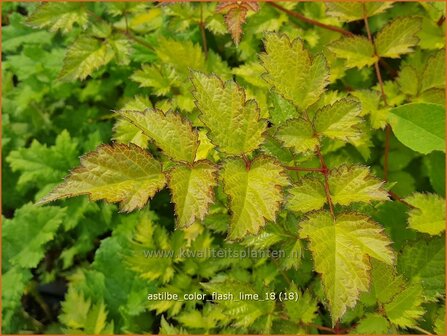 Astilbe 'Color Flash Lime' | Pluimspirea, Spirea | Prachtspiere