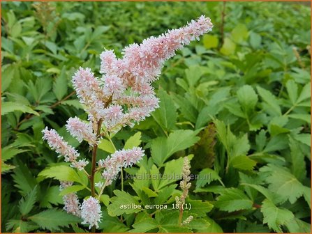 Astilbe &#039;Europa&#039; | Pluimspirea, Spirea | Prachtspiere