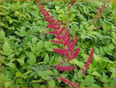 Astilbe 'Glut' | Pluimspirea, Spirea | Prachtspiere