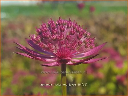 Astrantia major &#039;Red Joyce&#039; | Zeeuws knoopje, Groot sterrenscherm | Gro&szlig;e Sterndolde