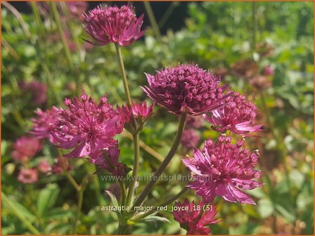 Astrantia major &#039;Red Joyce&#039; | Zeeuws knoopje, Groot sterrenscherm | Gro&szlig;e Sterndolde