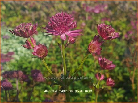 Astrantia major &#039;Red Joyce&#039; | Zeeuws knoopje, Groot sterrenscherm | Gro&szlig;e Sterndolde