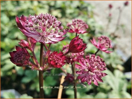 Astrantia major &#039;Star of Love&#039; | Zeeuws knoopje, Groot sterrenscherm | Gro&szlig;e Sterndolde