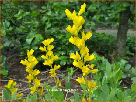 Baptisia sphaerocarpa | Gele wilde indigo, Valse indigo, Indigolupine | Kleinere F&auml;rberh&uuml;lse | Yellow Wild Indigo