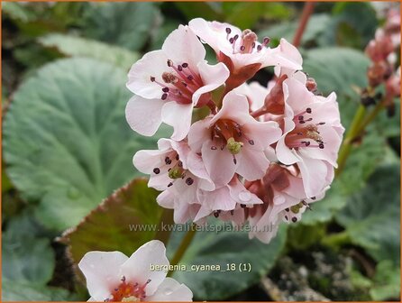 Bergenia cyanea | Schoenlappersplant, Olifantsoor | Bergenie