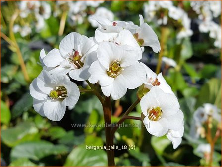 Bergenia &amp;#x0027;Jelle&amp;#x0027; | Schoenlappersplant, Olifantsoor | Bergenie