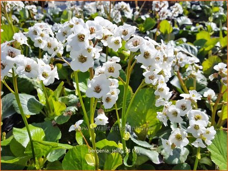 Bergenia &amp;#x0027;Jelle&amp;#x0027; | Schoenlappersplant, Olifantsoor | Bergenie