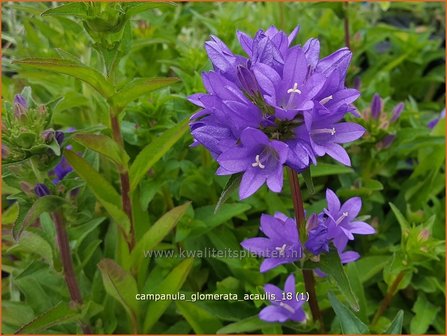 Campanula glomerata 'Acaulis' | Kluwenklokje, Klokjesbloem | Kn&auml;uel-Glockenblume
