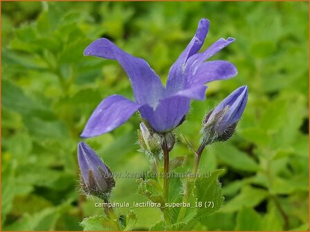 Campanula lactiflora 'Superba' | Klokjesbloem | Dolden-Glockenblume