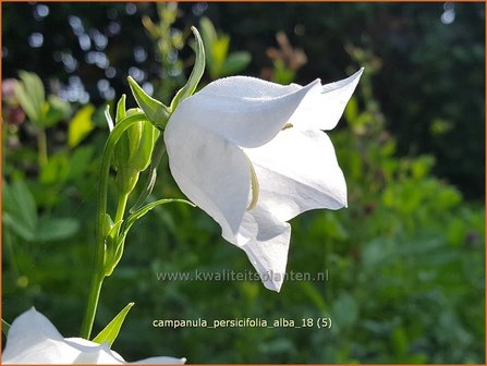 Campanula persicifolia &#039;Alba&#039; | Perzikbladklokje, Prachtklokje, Klokjesbloem | Pfirsichbl&auml;ttrige Glockenblume