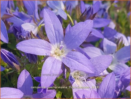 Campanula poscharskyana &#039;Fr&uuml;hlingszauber&#039; | Kruipklokje, Klokjesbloem | H&auml;ngepolster-Glockenblume